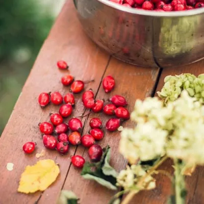Rosehip ή αλλιώς άγριο τριαντάφυλλο - Το πιο πλούσιο βότανο σε βιταμίνη C Rosehip ή αλλιώς άγριο τριαντάφυλλο - Το πιο πλούσιο βότανο σε βιταμίνη C