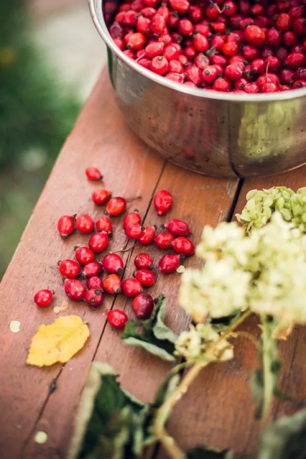Rosehip ή αλλιώς άγριο τριαντάφυλλο - Το πιο πλούσιο βότανο σε βιταμίνη C