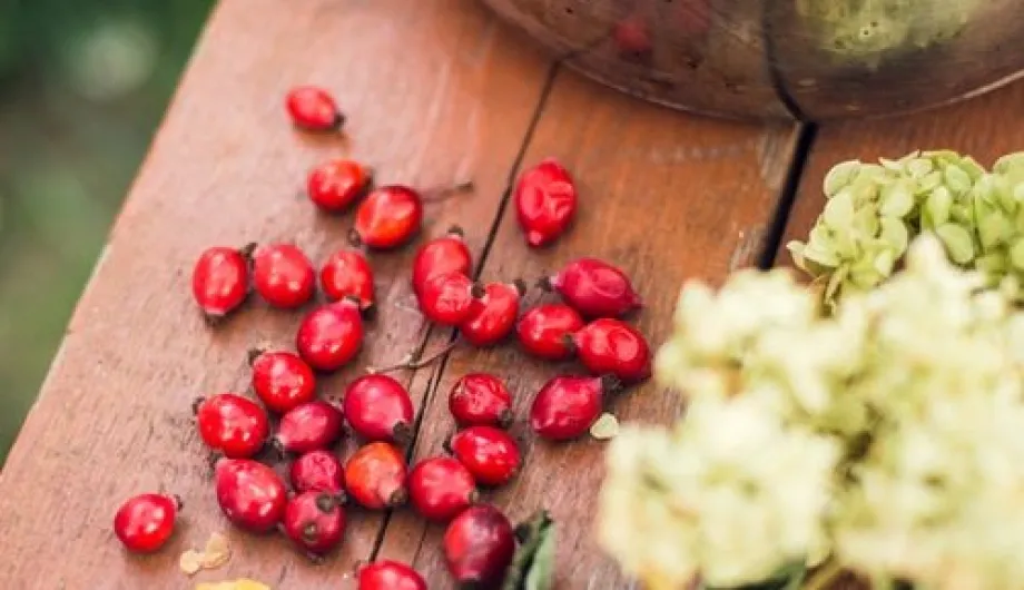 Rosehip ή αλλιώς άγριο τριαντάφυλλο - Το πιο πλούσιο βότανο σε βιταμίνη C