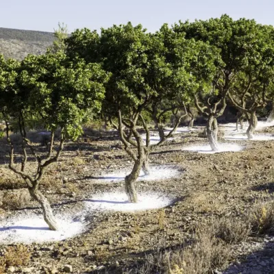 Τα Ελληνικά Superfoods που Απογειώνουν την Υγεία σου! Τα Ελληνικά Superfoods που Απογειώνουν την Υγεία σου!