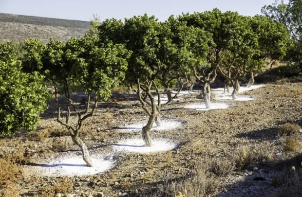 Τα Ελληνικά Superfoods που Απογειώνουν την Υγεία σου! Τα Ελληνικά Superfoods που Απογειώνουν την Υγεία σου!