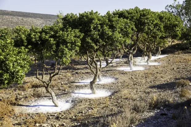 Τα Ελληνικά Superfoods που Απογειώνουν την Υγεία σου!