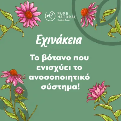 Εχινάκεια: Το βότανο που ενισχύει το ανοσοποιητικό σύστημα! Εχινάκεια: Το βότανο που ενισχύει το ανοσοποιητικό σύστημα!
