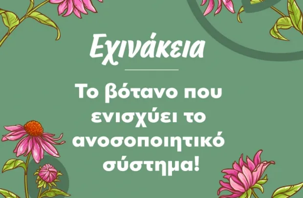 Εχινάκεια: Το βότανο που ενισχύει το ανοσοποιητικό σύστημα!