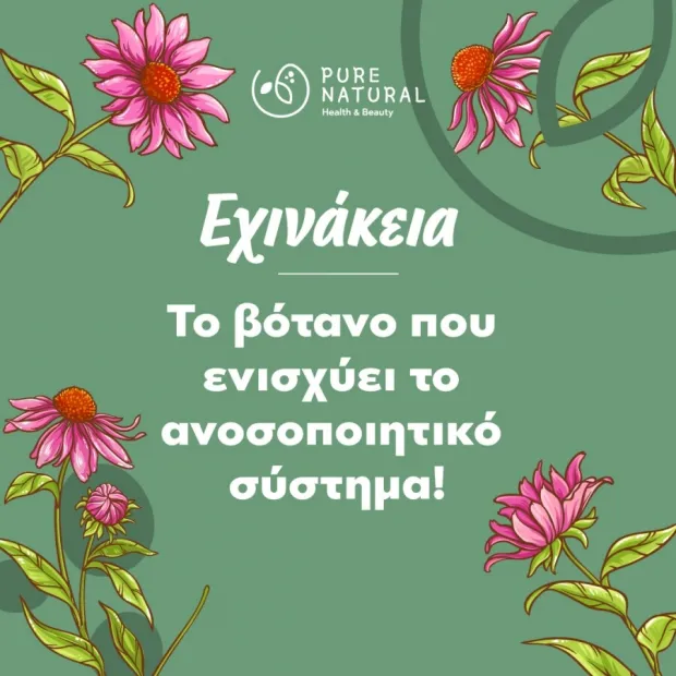 Εχινάκεια: Το βότανο που ενισχύει το ανοσοποιητικό σύστημα!