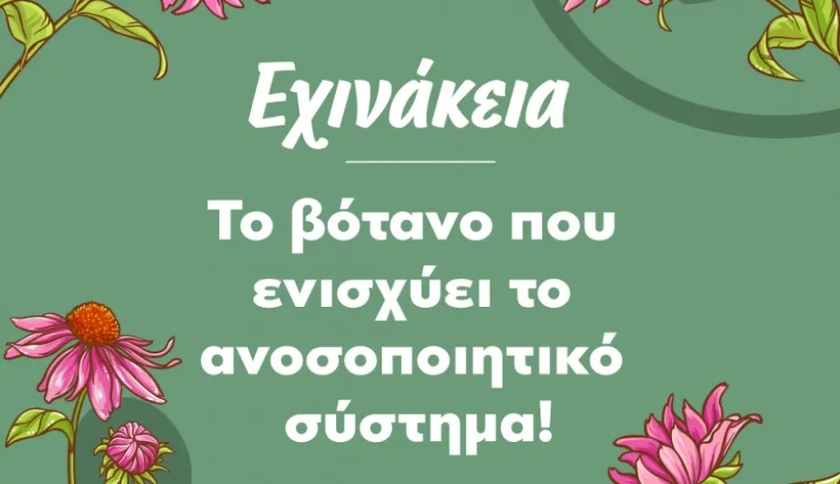 Εχινάκεια: Το βότανο που ενισχύει το ανοσοποιητικό σύστημα!