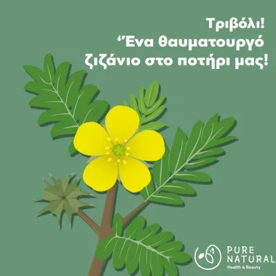 Τριβόλι: Το φυσικό αφροδισιακό και οι ευεργετικές του ιδιότητες Τριβόλι: Το φυσικό αφροδισιακό και οι ευεργετικές του ιδιότητες