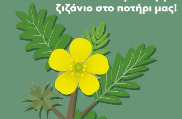 Τριβόλι: Το φυσικό αφροδισιακό και οι ευεργετικές του ιδιότητες