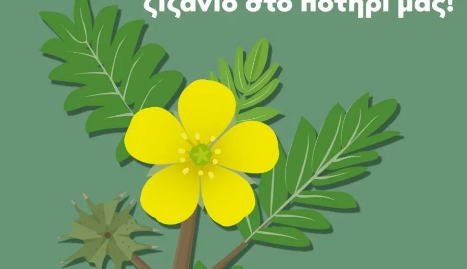 Τριβόλι: Το φυσικό αφροδισιακό και οι ευεργετικές του ιδιότητες