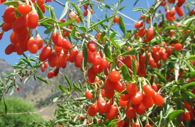 Το Θαυματουργό Φρούτο με Αντιγηραντικές και Ψυχολογικές Ιδιότητες Το Θαυματουργό Φρούτο με Αντιγηραντικές και Ψυχολογικές Ιδιότητες