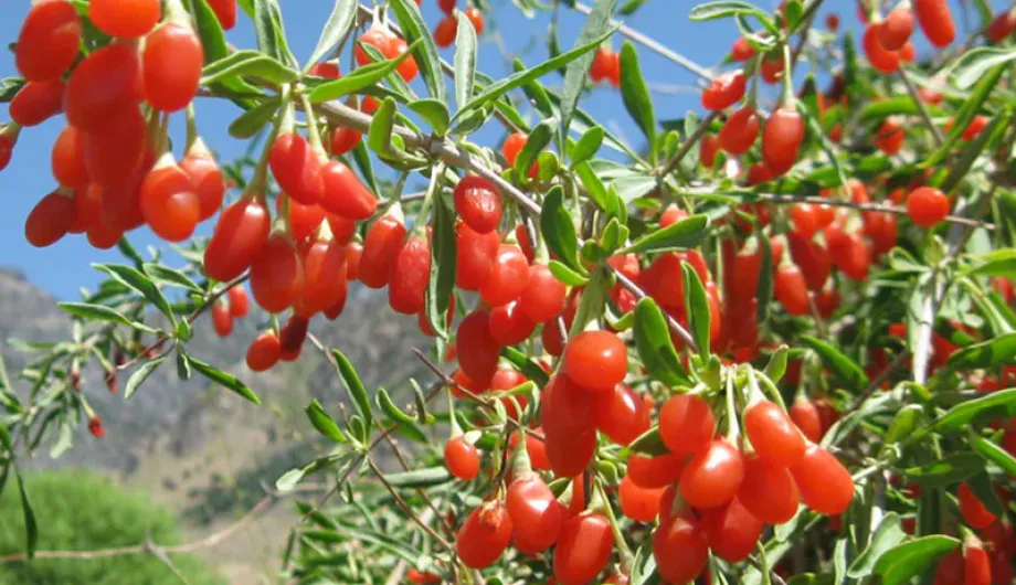Το Θαυματουργό Φρούτο με Αντιγηραντικές και Ψυχολογικές Ιδιότητες