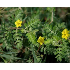 Τριβόλι Βότανο 40γρ Pure Natural