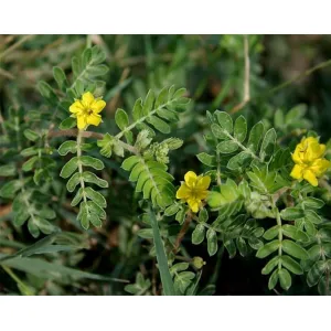 Τριβόλι Βότανο 40γρ Pure Natural