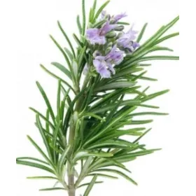 Δενδρολίβανο Αιθέριο Έλαιο 10ml Pure Natural