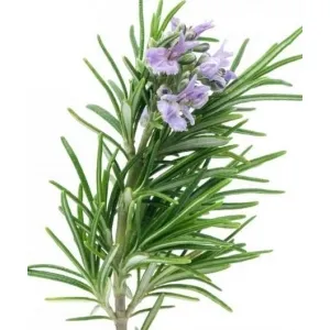 Δενδρολίβανο Αιθέριο Έλαιο 10ml Pure Natural