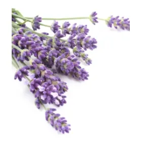 Λεβάντα Αιθέριο Έλαιο 10ml Pure Natural